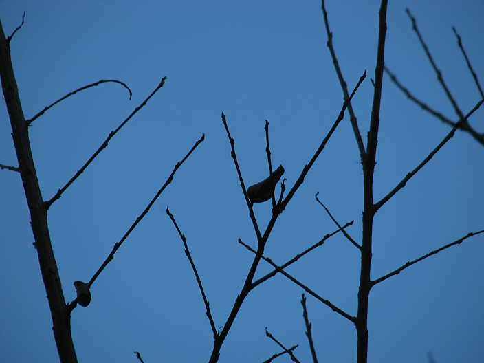 BranchSky_IMG_7469-DPC-blu