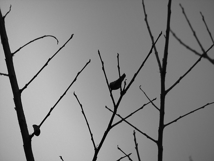 BranchSky_IMG_7469-DPC-gray