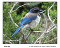 Scrub Jay