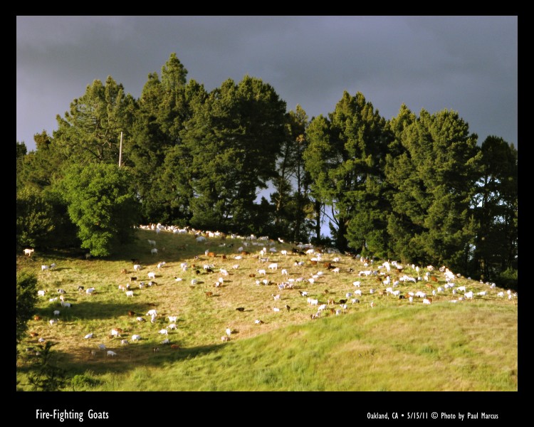 Fire-Fighting Goats