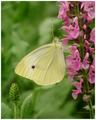Butterfly on Pink Flowers