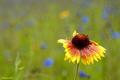 Wildflower