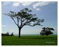 Tree Silhouettes