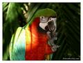 Parrot