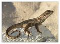 Lizard II