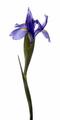 Flower I