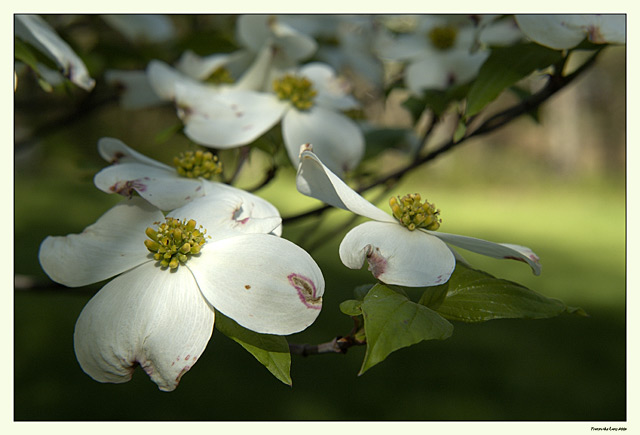 Dogwood