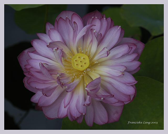 Exotic Beauty