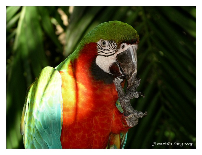 Parrot