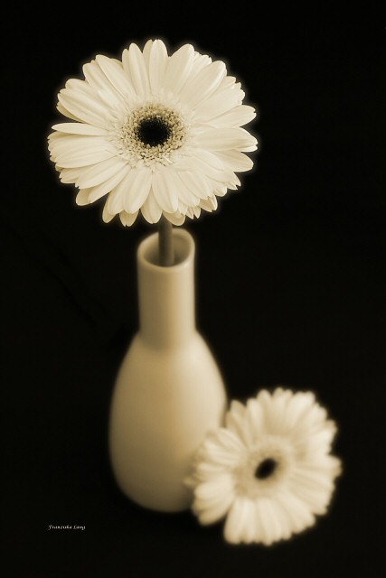 Daisy Delight