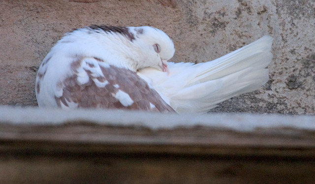 Pigeon