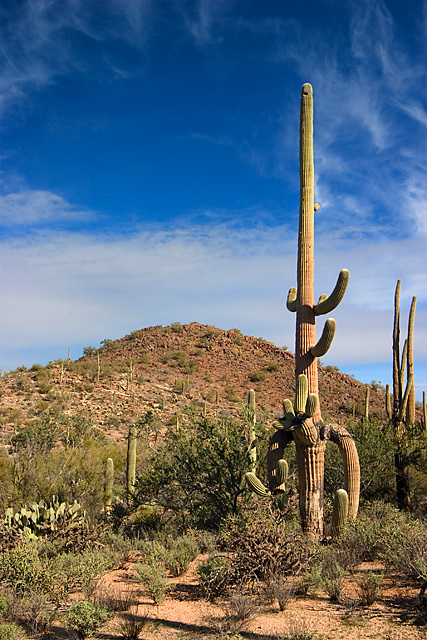 Saguaro