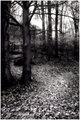 Secret Path