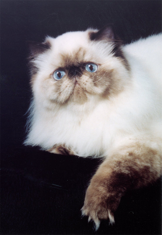 Xena