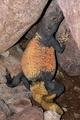 Gila Monster