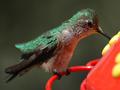 Humming Bird