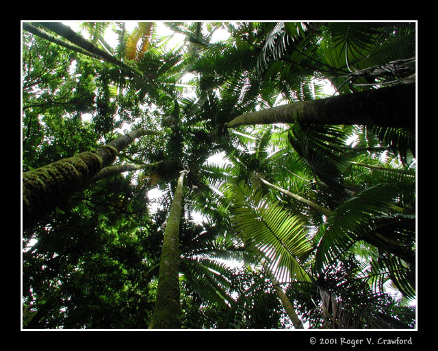 Hawaiian Rainforest 2