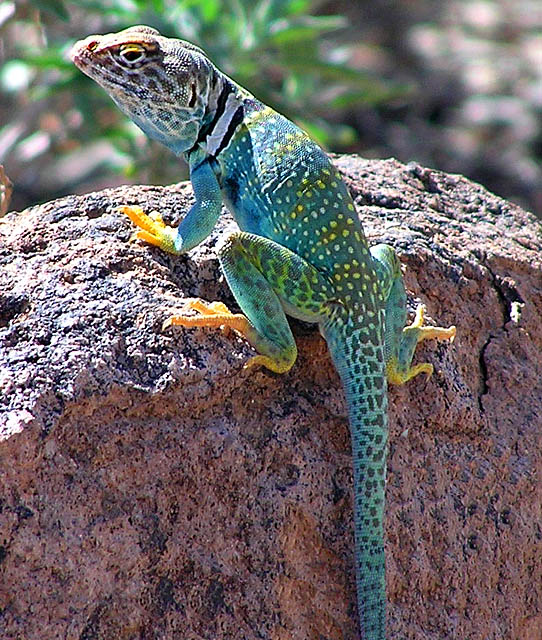AZ Lizard