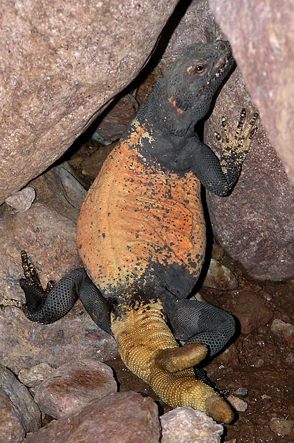 Gila Monster