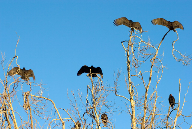 1317-Bunch-of-Buzzards.jpg
