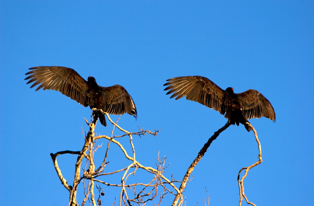 1312-Two-Wings-Open.jpg