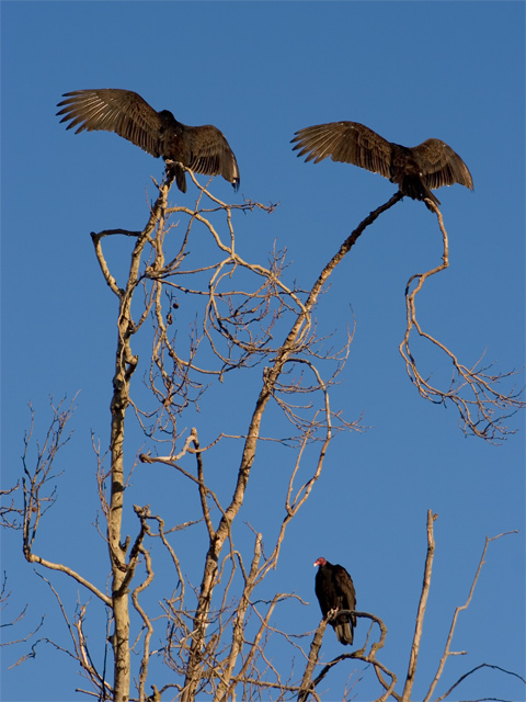 Three-Buzzards.jpg