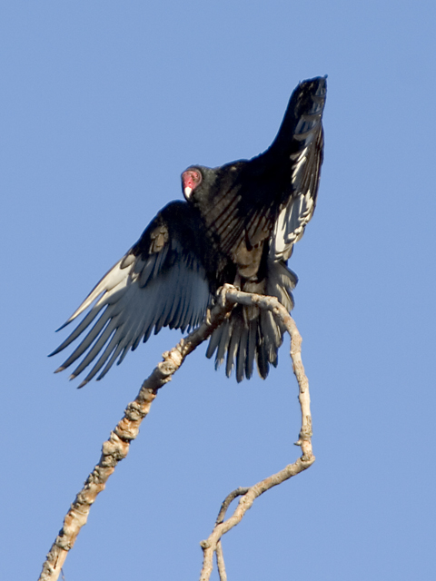 1318Cropped.jpg