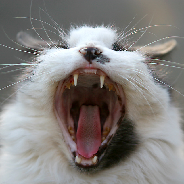 1148-Here-Kitty,-Kitty.jpg