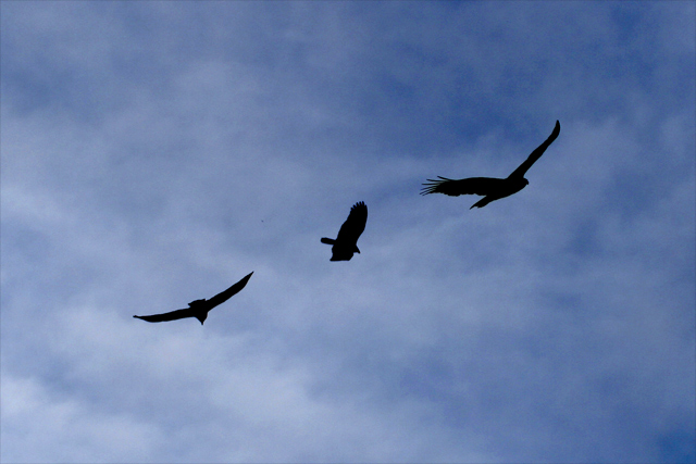 Buzzards Searching