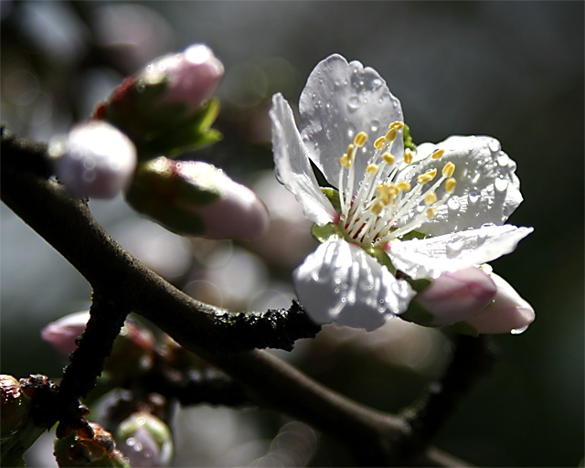 California Spring Shower