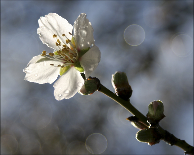 Almond Blossum Spring