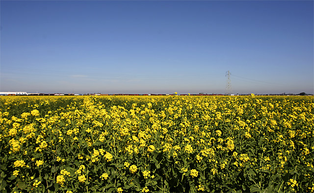 Wild Mustard Field