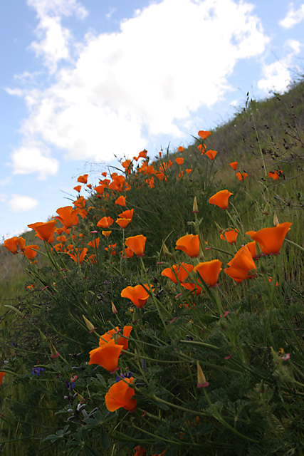IMG_2923resized.jpg