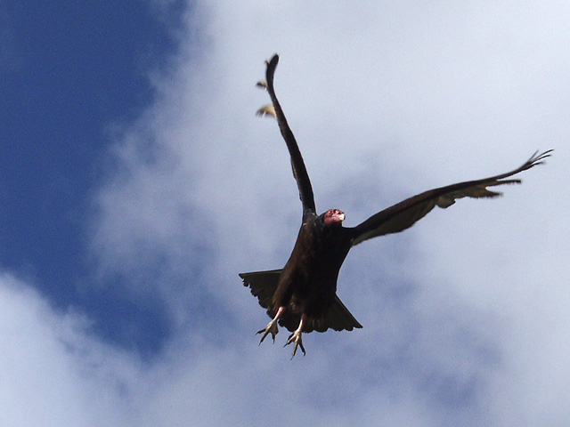 In Flight