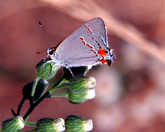 P7176223fuzzymoth2.jpg