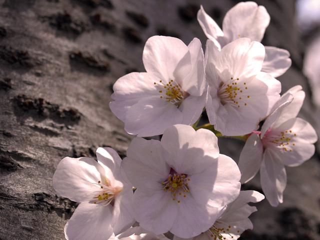 cherry1.jpg
