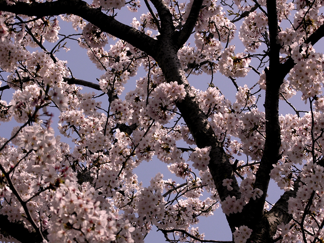 cherry3.jpg