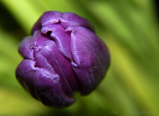 Tulip