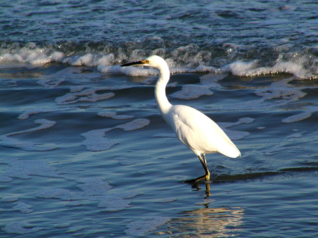 Long Leggity Bird