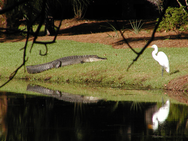 Gator and Birds