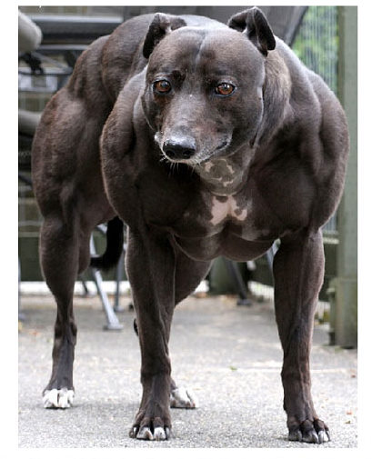 Big Dog