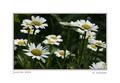 daisies72.jpg