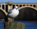 River Gull