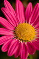 Floral.jpg