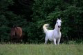 IMG_1199.jpg