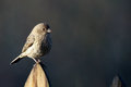 20081221-IMG_5687