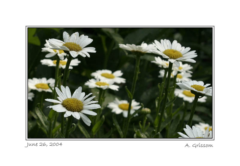 daisies72.jpg