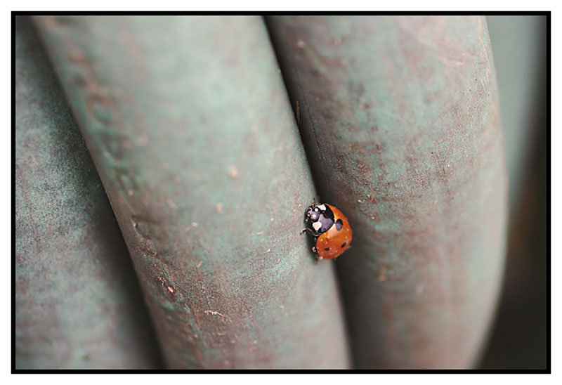 ladybug2s.jpg