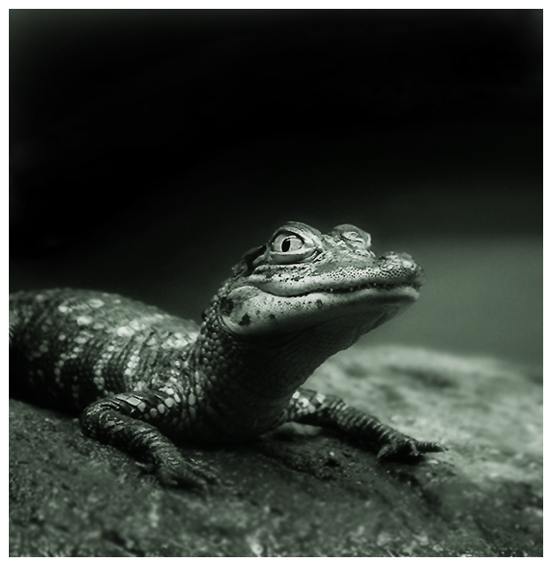 Baby Gator