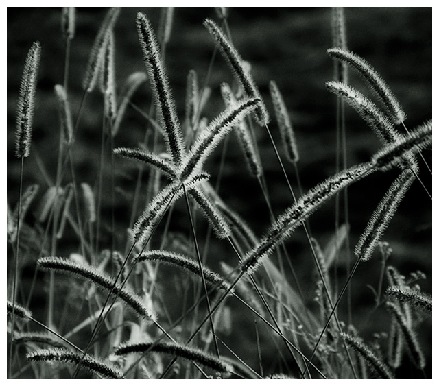 fountain-grass.jpg